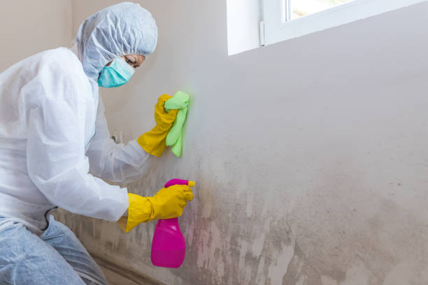 Best Mold Damage Restoration  in Montrose, MN